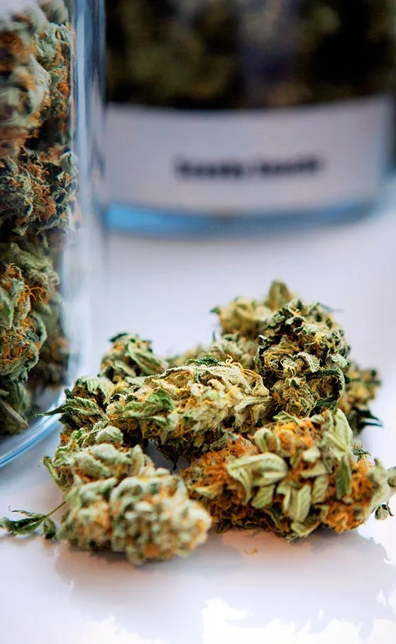 Cannabis flower next to jars