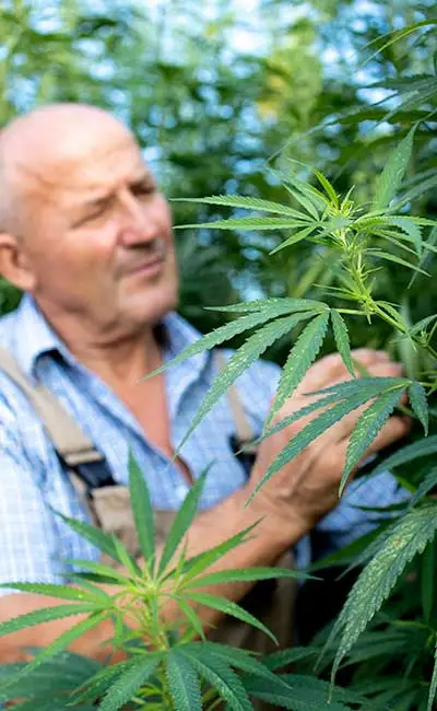 Farmer in overalls checking out his cannabis plants.