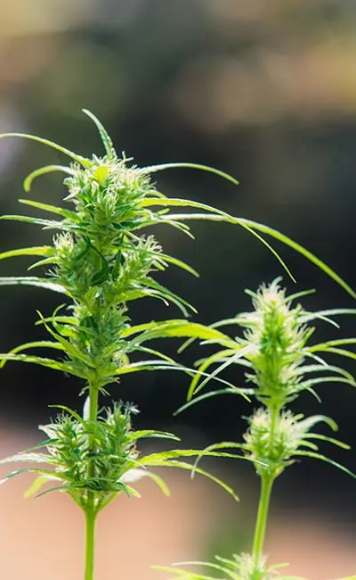 Backlit image of cannabis plants