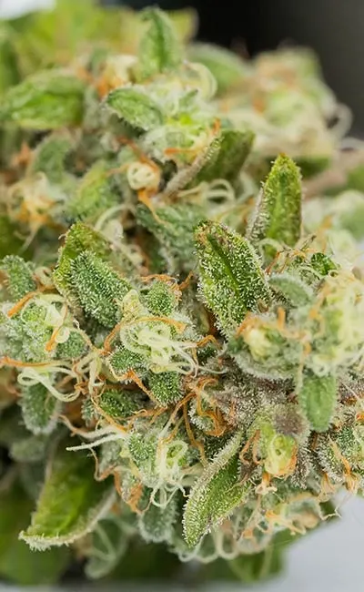 Close up of a dried cannabis flower